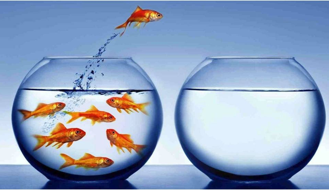 CatapultEmployability – Developing Cognitive Competencies for the Future of Work